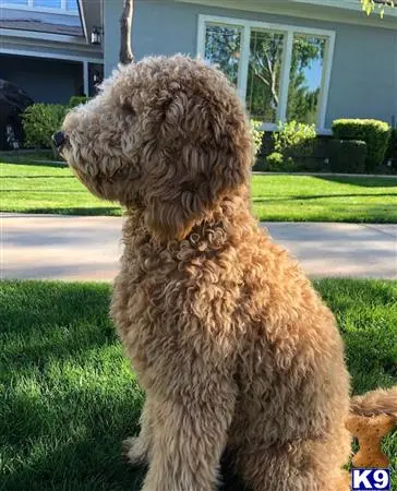 Goldendoodles stud dog