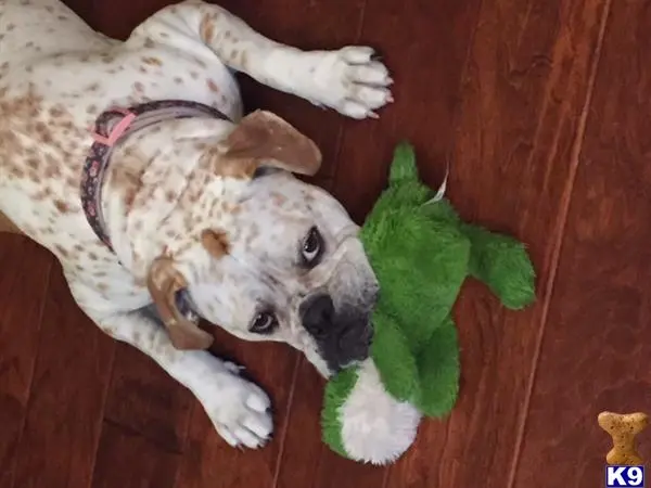 Old English Bulldog female dog