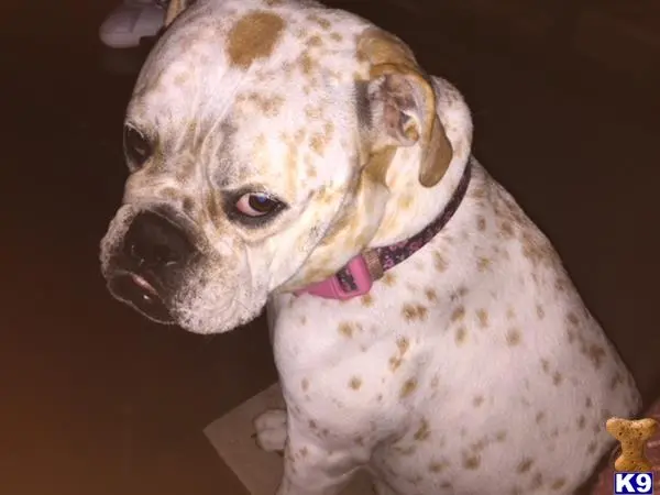 Old English Bulldog female dog