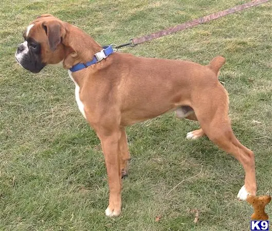 Boxer stud dog