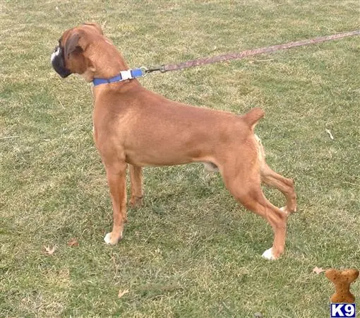 Boxer stud dog