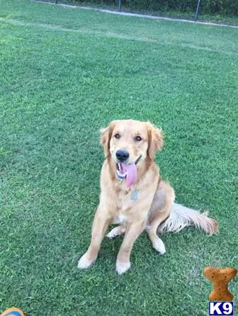 Golden Retriever stud dog