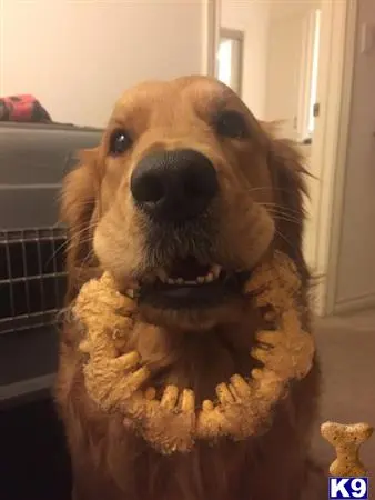 Golden Retriever stud dog