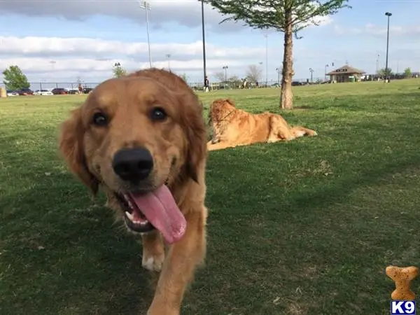 Golden Retriever stud dog