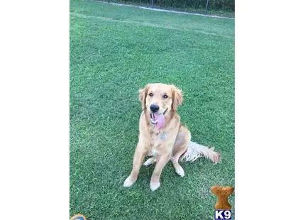 a golden retriever dog sitting on grass