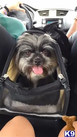 Shih Tzu