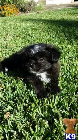 Shih Tzu stud dog