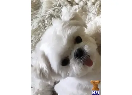 Maltese