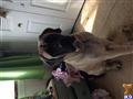 Mastiff