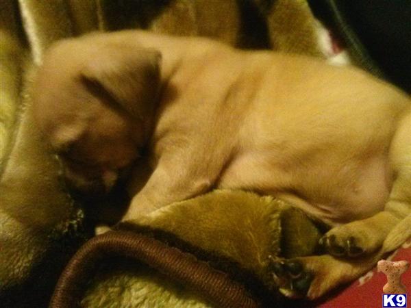 chihuahua puppy posted by cutie_lokz