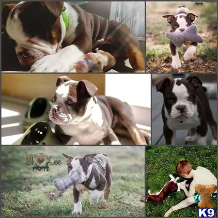 Old English Bulldog stud dog