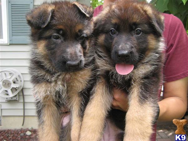 German Shepherd Puppy for Sale: Excellent AKC Registered German ...