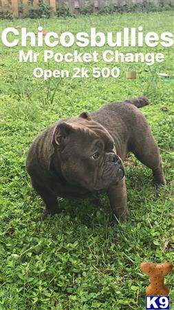 a couple of american bully dogs in a grassy area