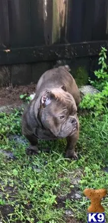 American Bully stud dog