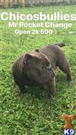 american bully puppy posted by cuttyonbigwheel