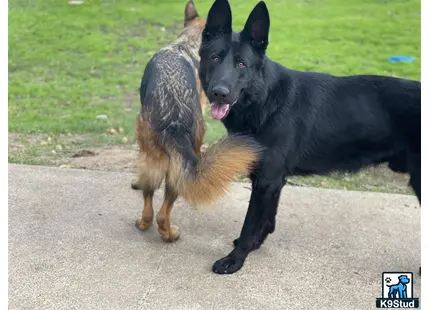 German Shepherd