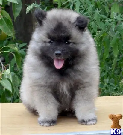 Keeshond