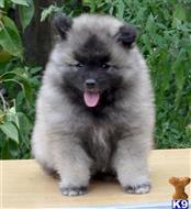 keeshond puppy posted by cvetok2015