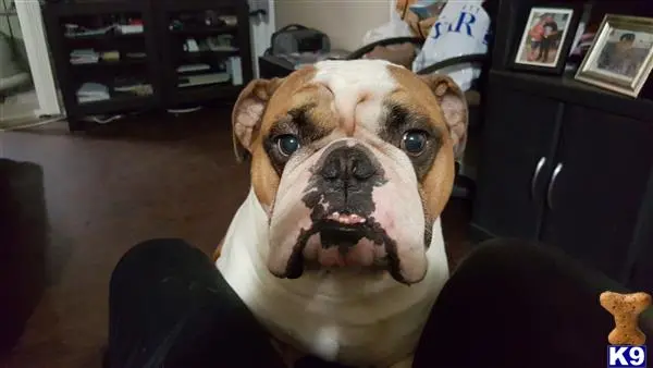 English Bulldog stud dog