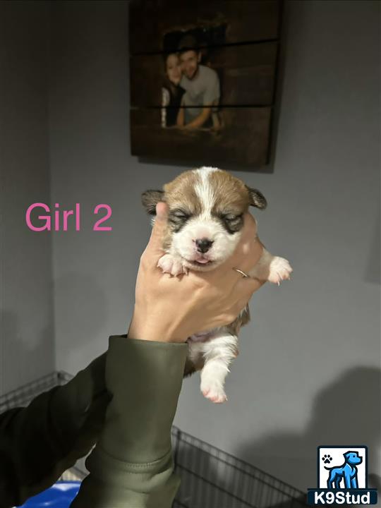 a person holding a pembroke welsh corgi dog