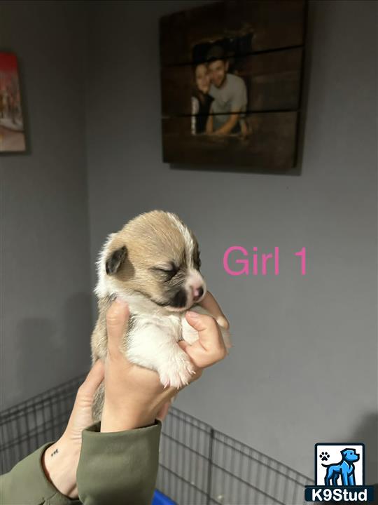 a person holding a pembroke welsh corgi dog