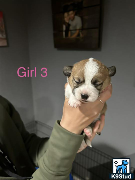a person holding a pembroke welsh corgi dog