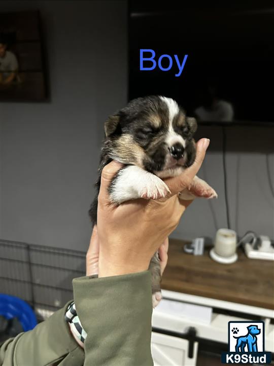 a person holding a pembroke welsh corgi dog