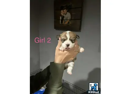 a person holding a pembroke welsh corgi dog