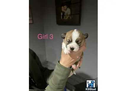 a person holding a pembroke welsh corgi dog
