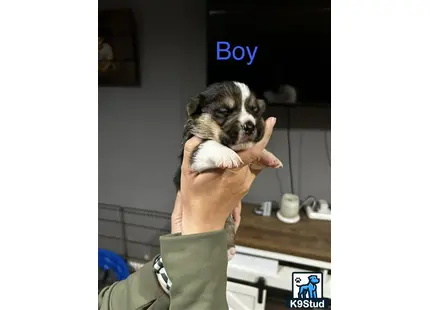 a person holding a pembroke welsh corgi dog