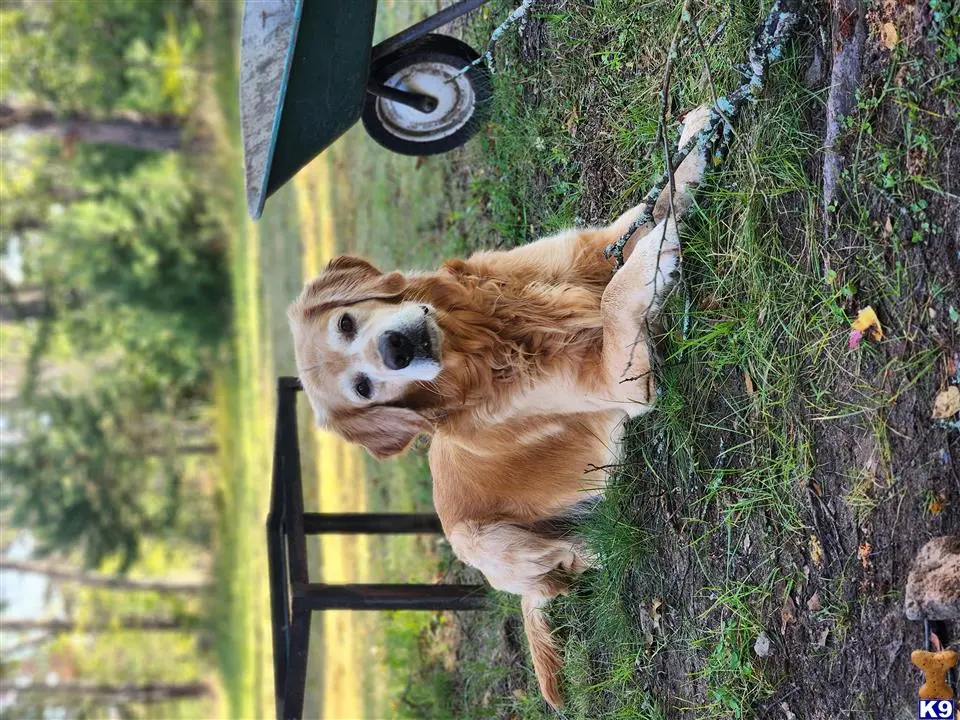 Golden Retriever stud dog