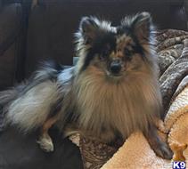 Pepper available Pomeranian puppy located in CANTON