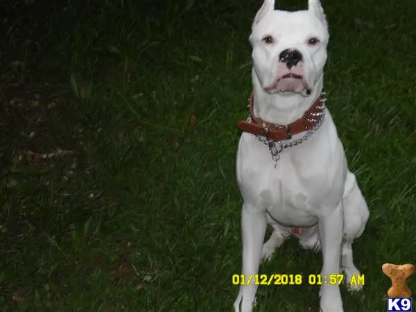 Dogo Argentino stud dog