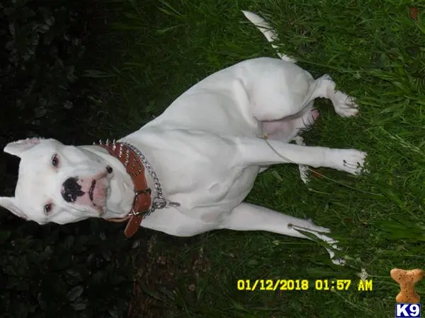 Dogo Argentino stud dog