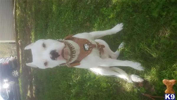 Dogo Argentino stud dog