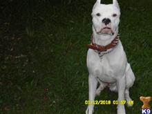 Dogo Argentino