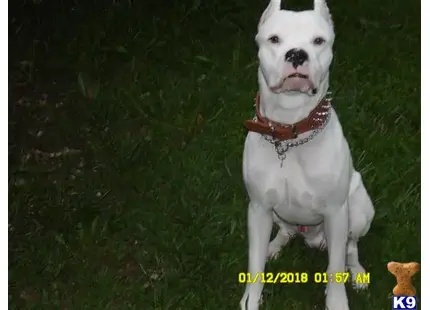 Dogo Argentino