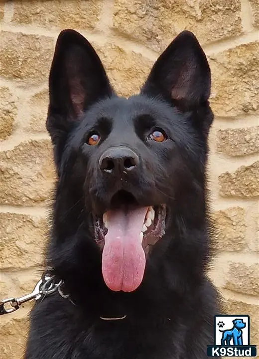 German Shepherd
