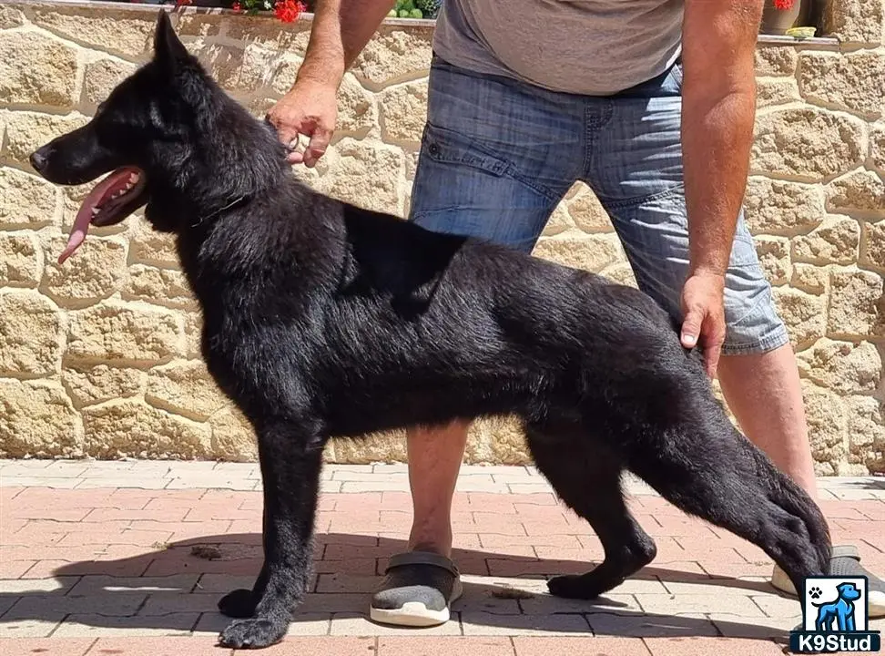 German Shepherd female dog