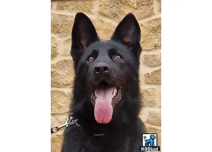 German Shepherd