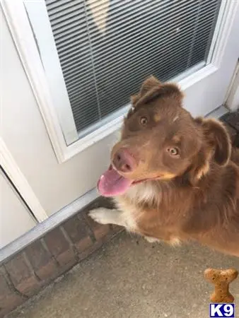 Australian Shepherd stud dog