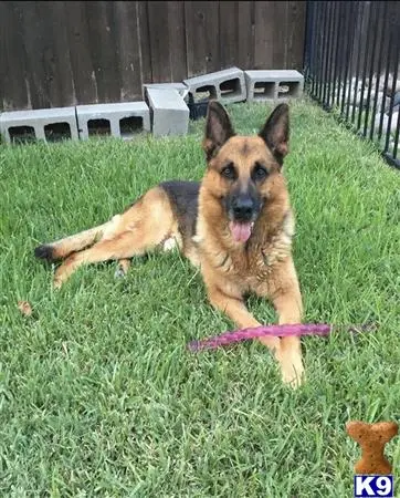 German Shepherd stud dog