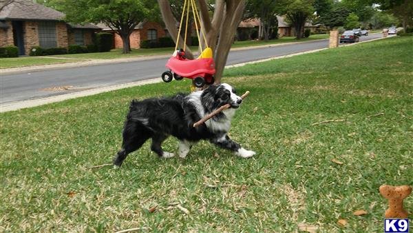 Miniature Australian Shepherd stud dog: Black and white Miniature Australian Shepherd carrying a stick outdoors