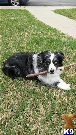 Miniature Australian Shepherd stud dog: Black and white Miniature Australian Shepherd lying on grass with stick