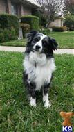 Miniature Australian Shepherd stud dog: Black and white Miniature Australian Shepherd sitting on green grass