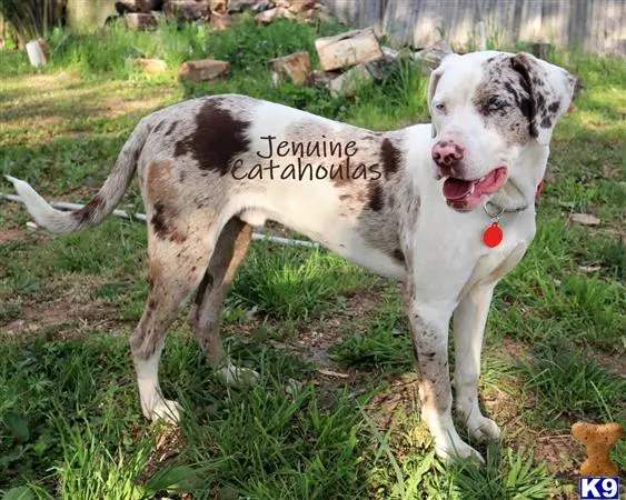 Catahoula stud dog