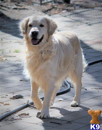 Golden Retriever dog