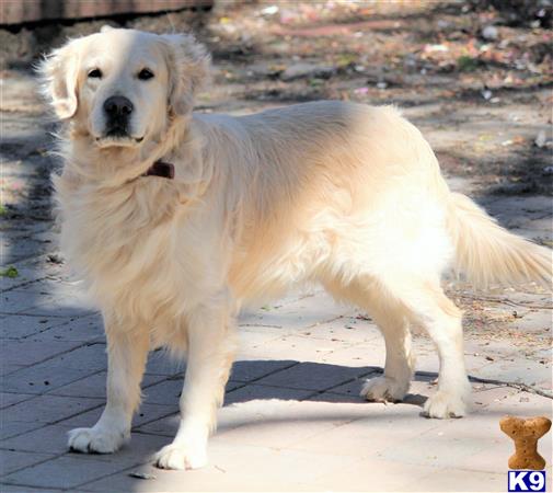 Golden Retriever dog