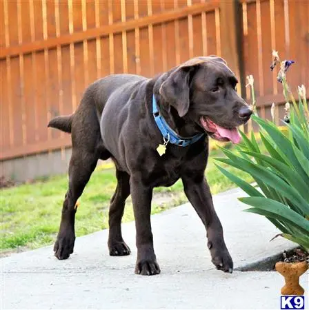 Labrador Retriever stud dog