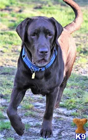 Labrador Retriever stud dog